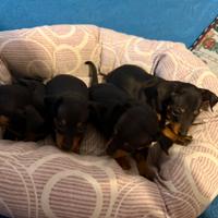 Cuccioli di pincher neri fuocati