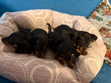 Cuccioli di pincher neri fuocati