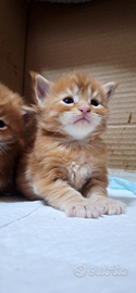 Cuccioli Maine Coon con Pedigree