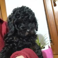 Barboncino Toy cuccioli