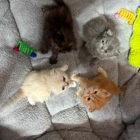 Cucciolata di gattini persiani