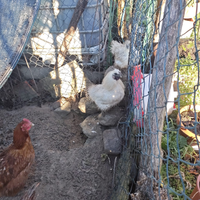 Gallo morosità