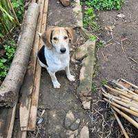 Cucciolo di cane