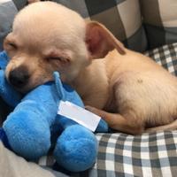 Cane chihuahua toy