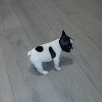 Cuccioli bouledogue francesi
