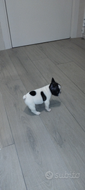 Cuccioli bouledogue francesi