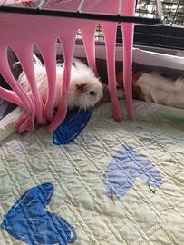Cavie