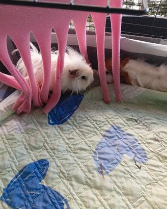 Cavie