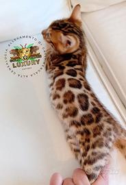 Cucciolo maschio brown spotted G8