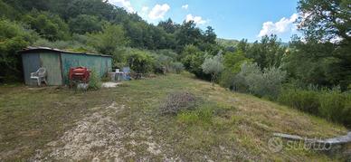 Terreno con uliveto