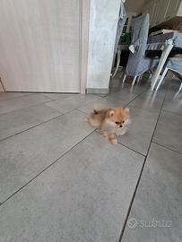 Cuccioli di spitz mini mini toy