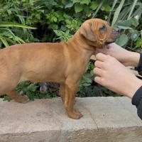 Pitbull