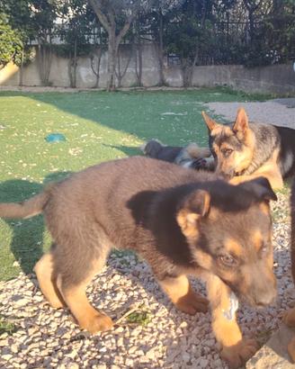 Cucciolo pastore tedesco puro