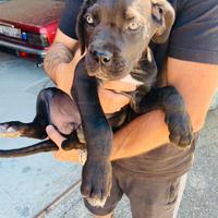 Cuccioli cane corso