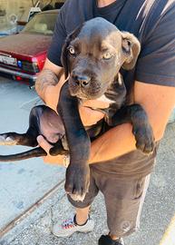 Cuccioli cane corso