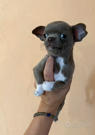 Chihuahua cucciola lilac