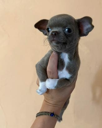 Chihuahua cucciola lilac