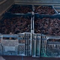 bulbi di carciofo spinoso sardo (agris)
