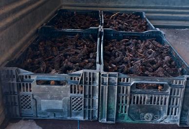 bulbi di carciofo spinoso sardo (agris)