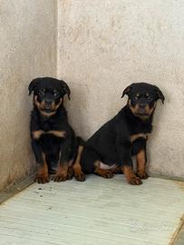 Rottweiler