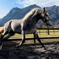 Cavallo Andaluso