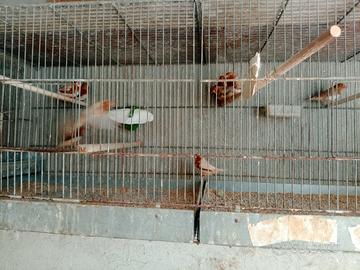 Diamanti mandarini