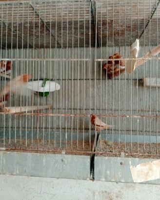Diamanti mandarini