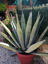 pianta agave blu gigante