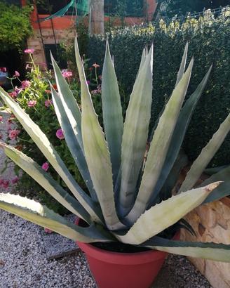 pianta agave blu gigante