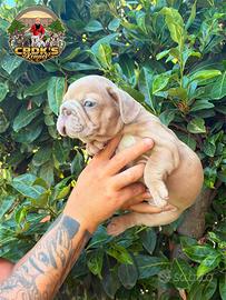 Cucciola bulldog francese big rope Isabella merle