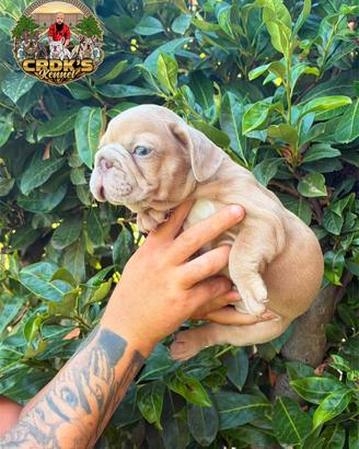 Cucciola bulldog francese big rope Isabella merle