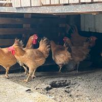 Galline Bionda Piemontese