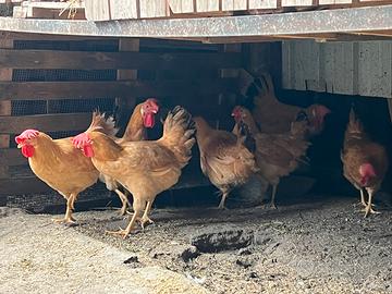 Galline Bionda Piemontese