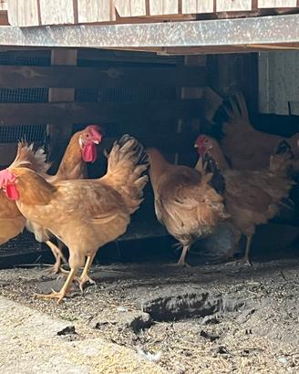 Galline Bionda Piemontese