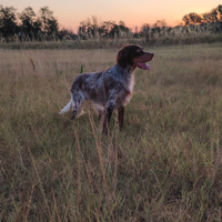 Cucciolona setter inglese