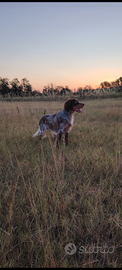 Cucciolona setter inglese