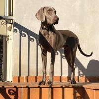 Weimaraner accoppiamento