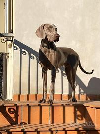 Weimaraner accoppiamento
