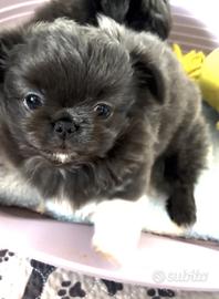 Chihuahua blu