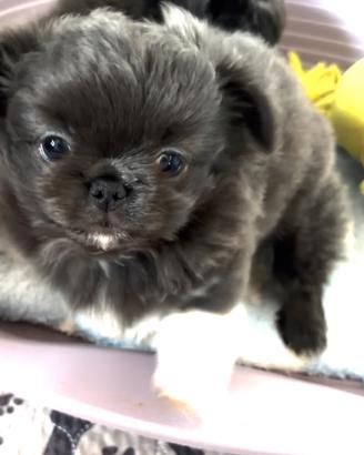 Chihuahua blu