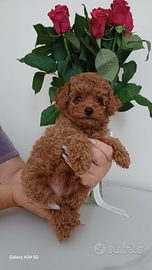 Barboncino toy e mini