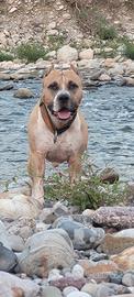 Amstaff per monta con Pedigree