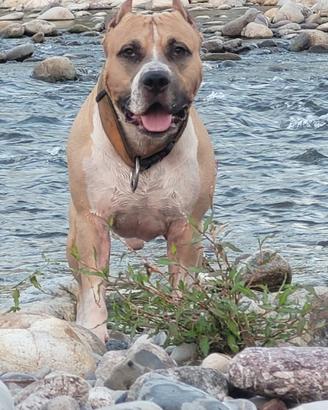 Amstaff per monta con Pedigree