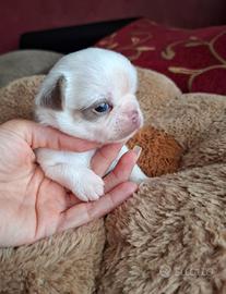 Chihuahua maschio con Pedigree