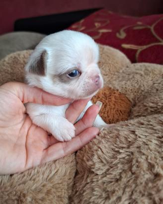 Chihuahua maschio con Pedigree