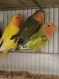 Inseparabili roseicollis