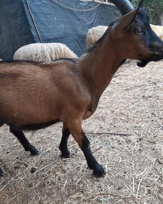 Animali