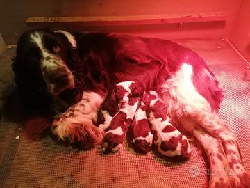 Cuccioli di springer spaniel inglese