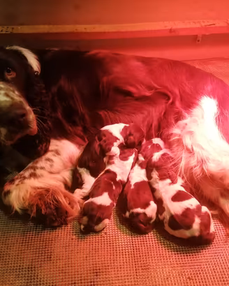 Cuccioli di springer spaniel inglese