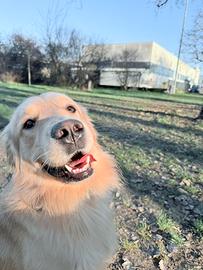 Maschio golden retreiver per monta